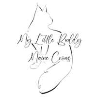 My Little Buddy Maine Coons