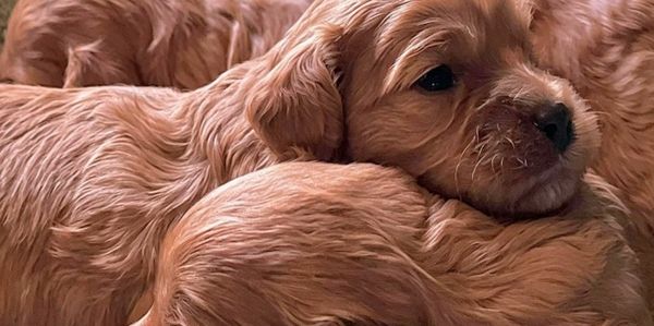 Two cozy, golden puppies snuggling closely together.