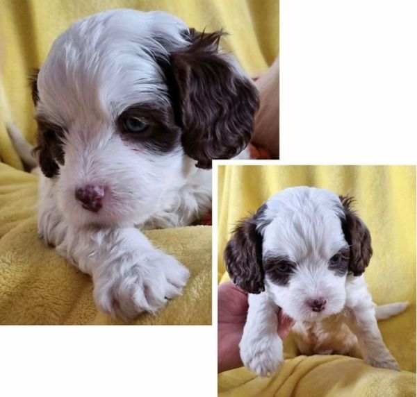 Adorable white and brown puppy resting on a yellow blanket.