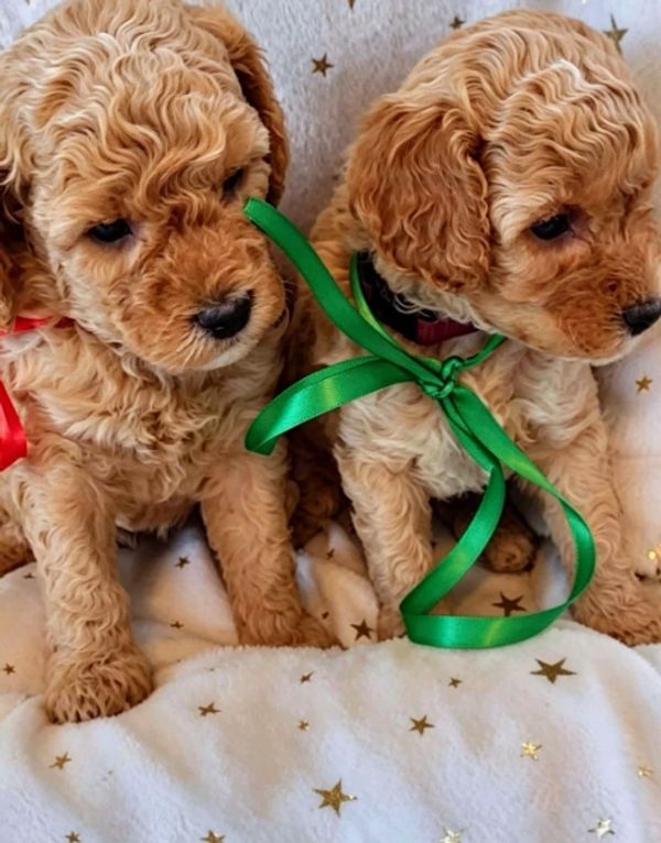 Two curly-haired puppies with red and green ribbons sitting on a star-patterned blanket.