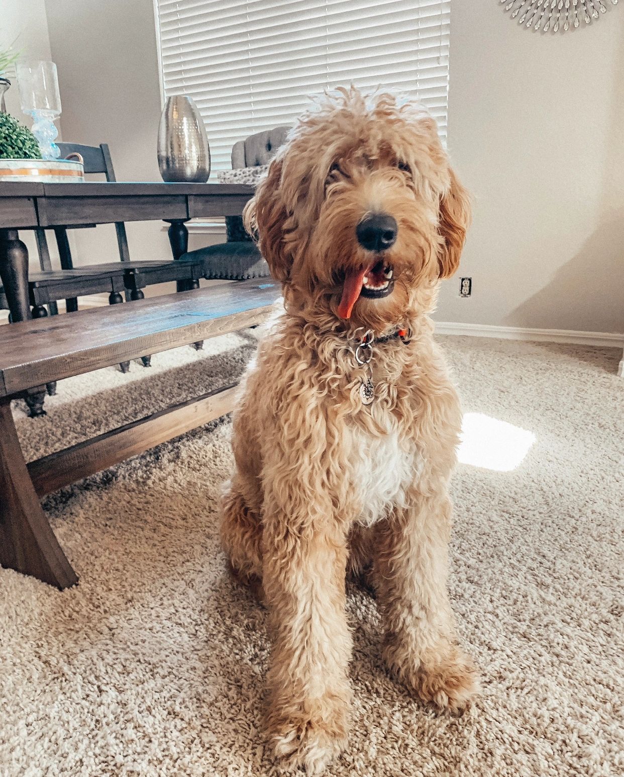 Aprils poodles and best sale doodles