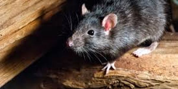 Brown rat crawling
