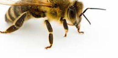 Honeybee