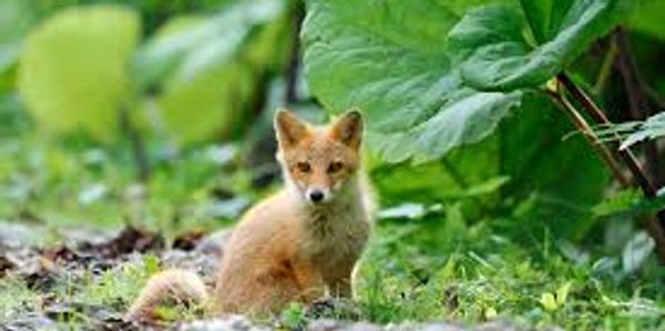 Fox cub sat near a hedgerow