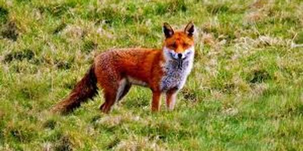 fox in  a field