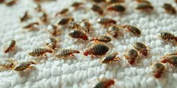 Bedbugs crawling across a bed