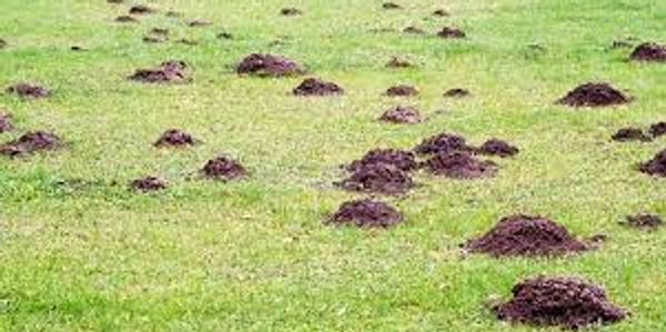 lots of mole hills in. field