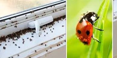 swarm of ladybirds on a windowsill