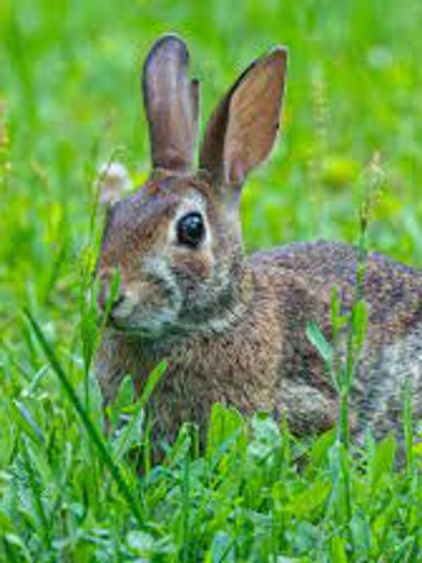 Closeup of rabbit walking through grassland