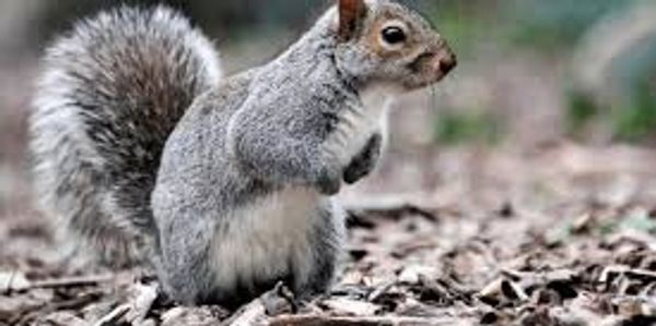squirrel sat on the grouch with its two front paws in a feeding position