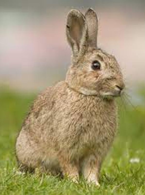 closeup of rabbit sat in a field