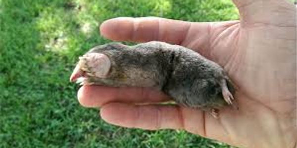dead mole held in a human hand