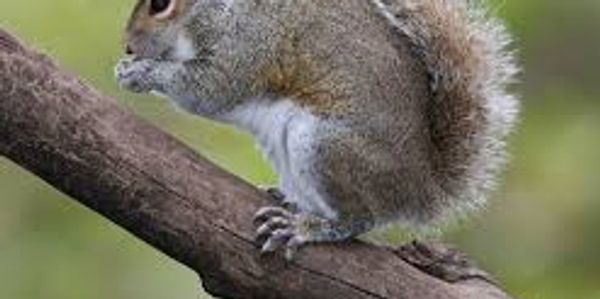 AQUIRREL ON A BRAHCH EATING