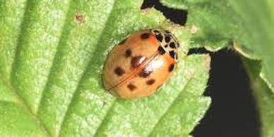 Harlequin Ladybird on a leaf