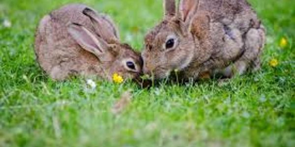 pair of young rabbits eating grass