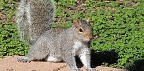 squirrel with its tail in the air 
