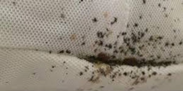 mattress covered in bedbug droppings