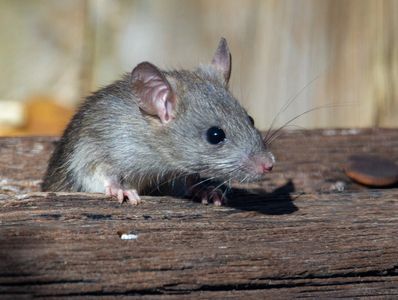baby rat