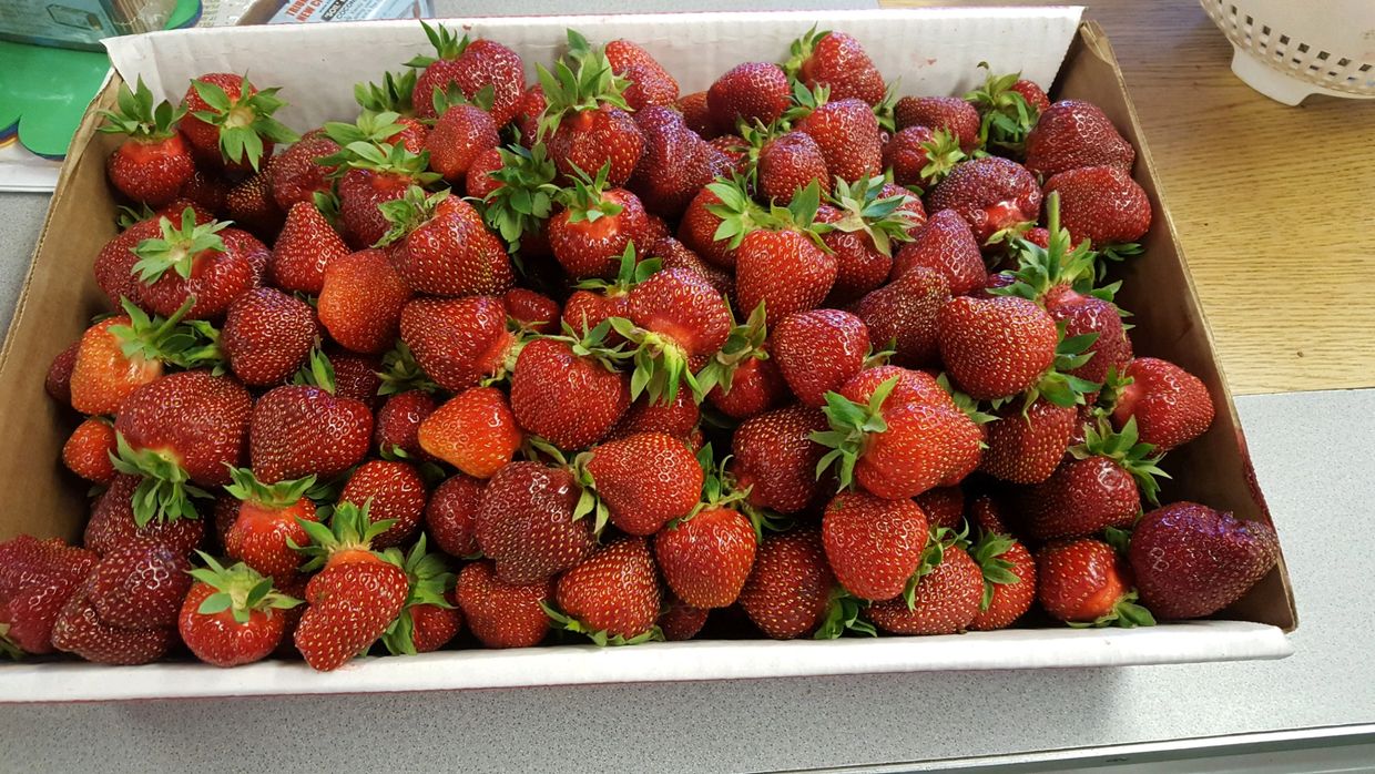 strawberries pick your own June 2022 local farm 