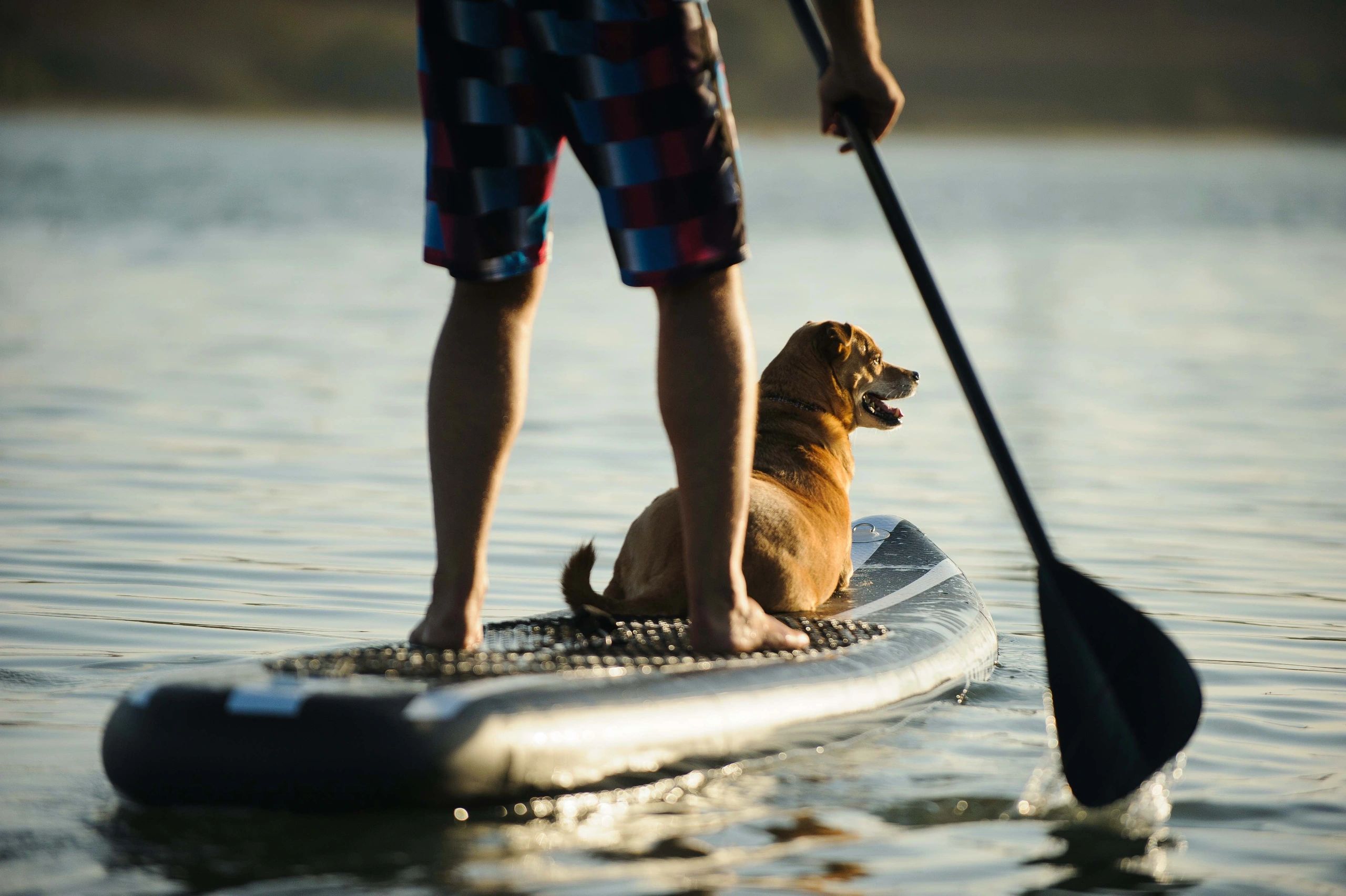 image of man on paddleboard with small dog