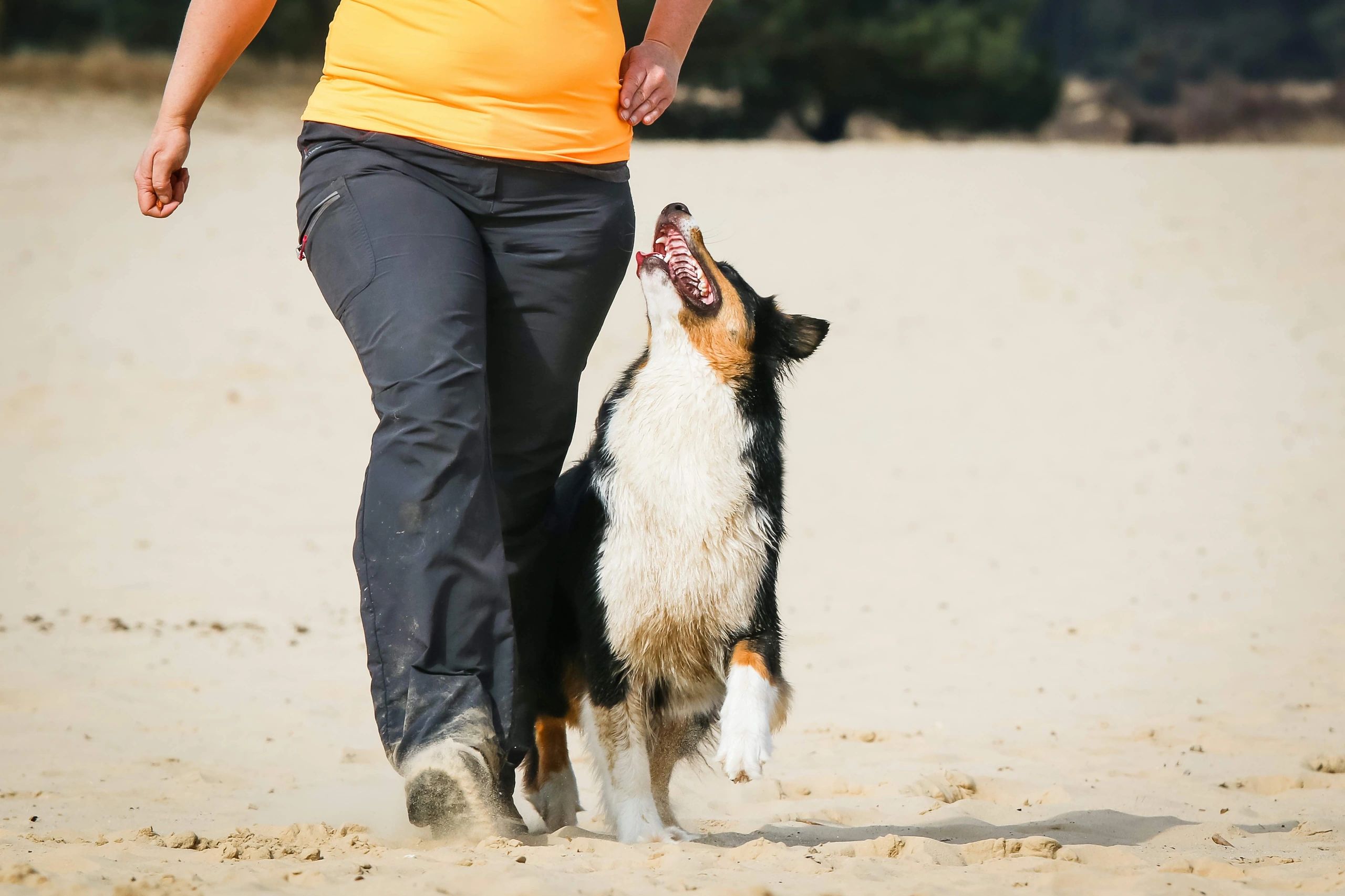 woman on beach with dog