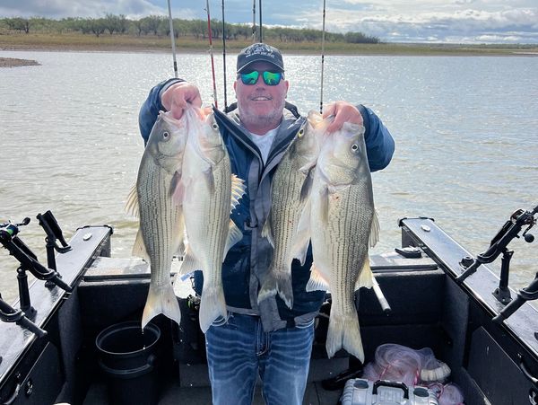 Wearin em out guide service
Texas Fishing guides
lake ray roberts fishing guide
lake grapevine 