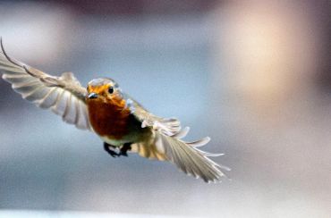 A small bird with reddish chest in mid-flight.