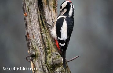 A woodpecker perched on a tree trunk pecking for food.