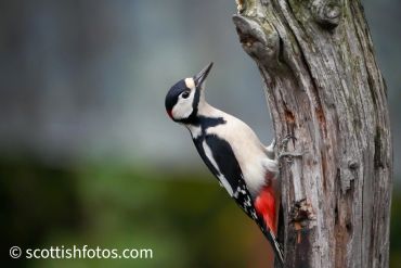 A woodpecker clings to a tree trunk, showing its black, white, and red plumage.