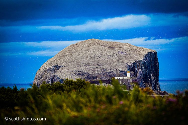 Bass Rock
North Berwick