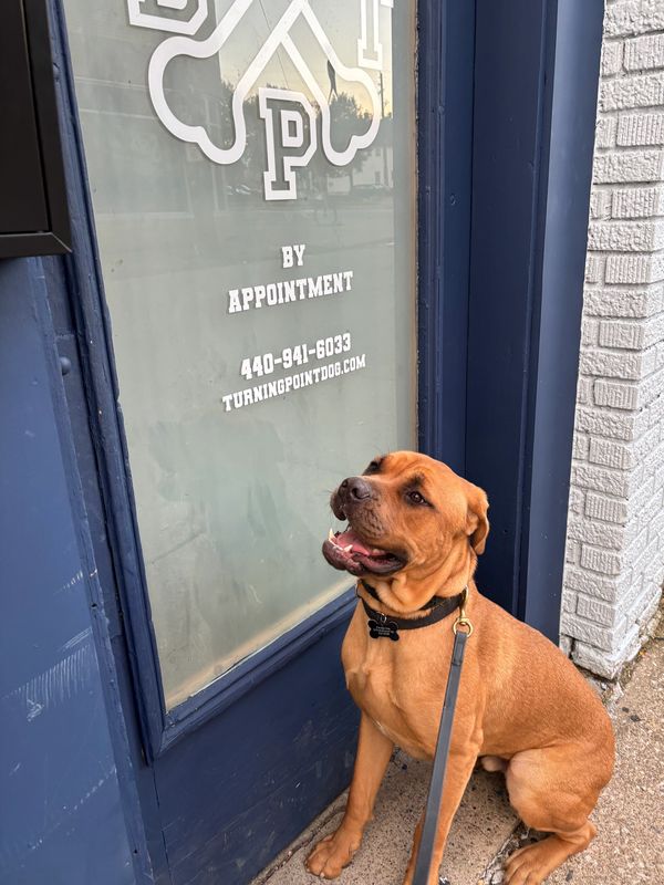 Dog sitting outside a grooming salon by appointment.