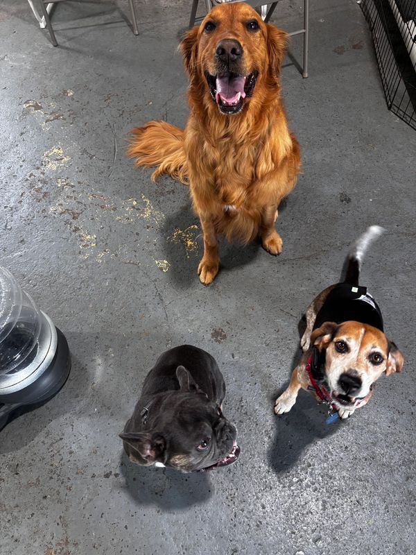 Three dogs looking up, sitting on a concrete floor.