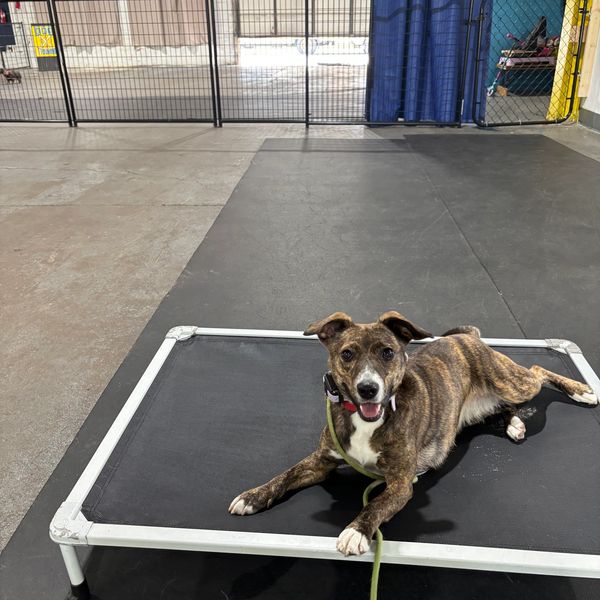 Brindle dog lying on a raised platform indoors.