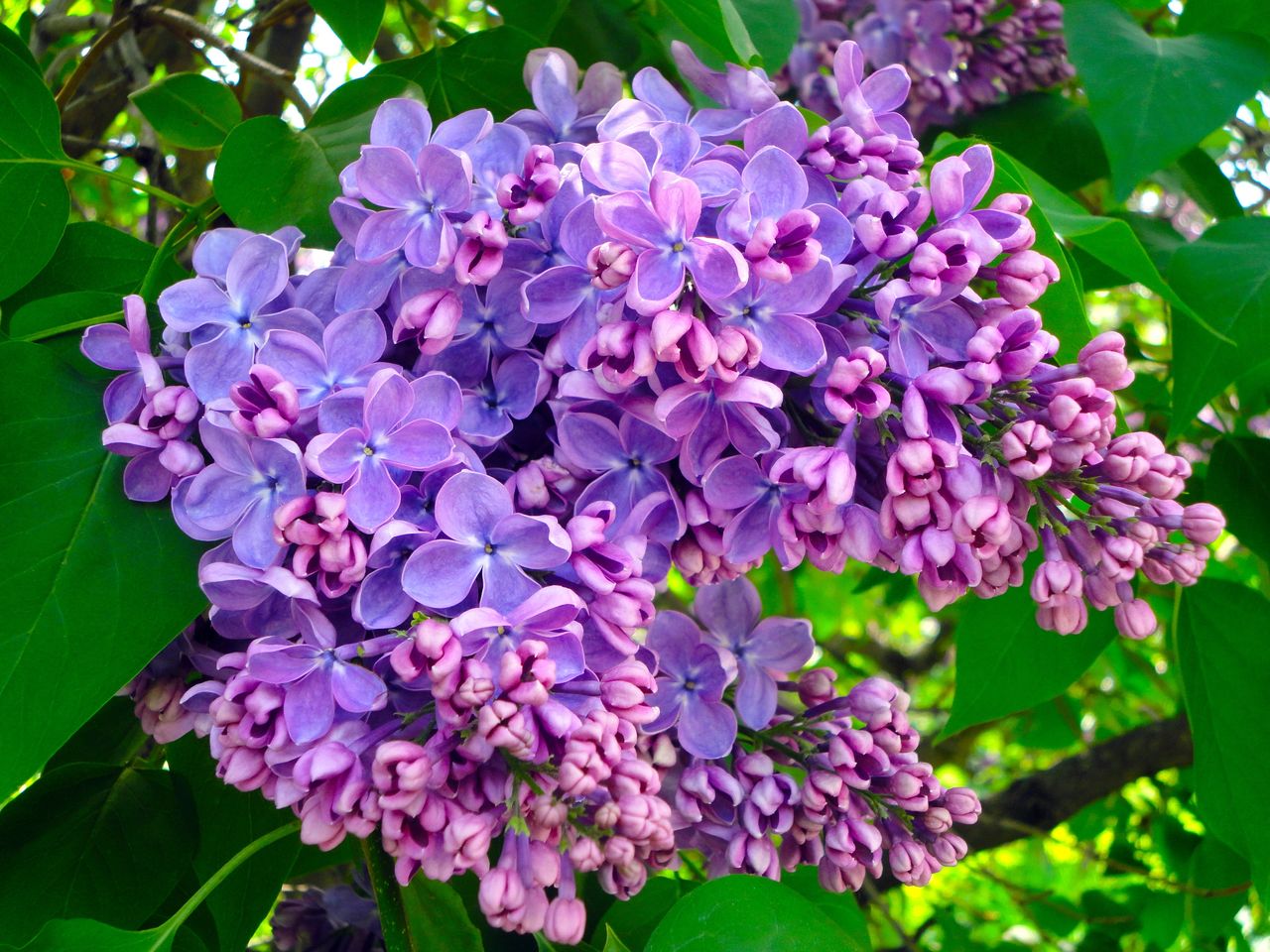 Lilac: An Edible and Medicinal Treat