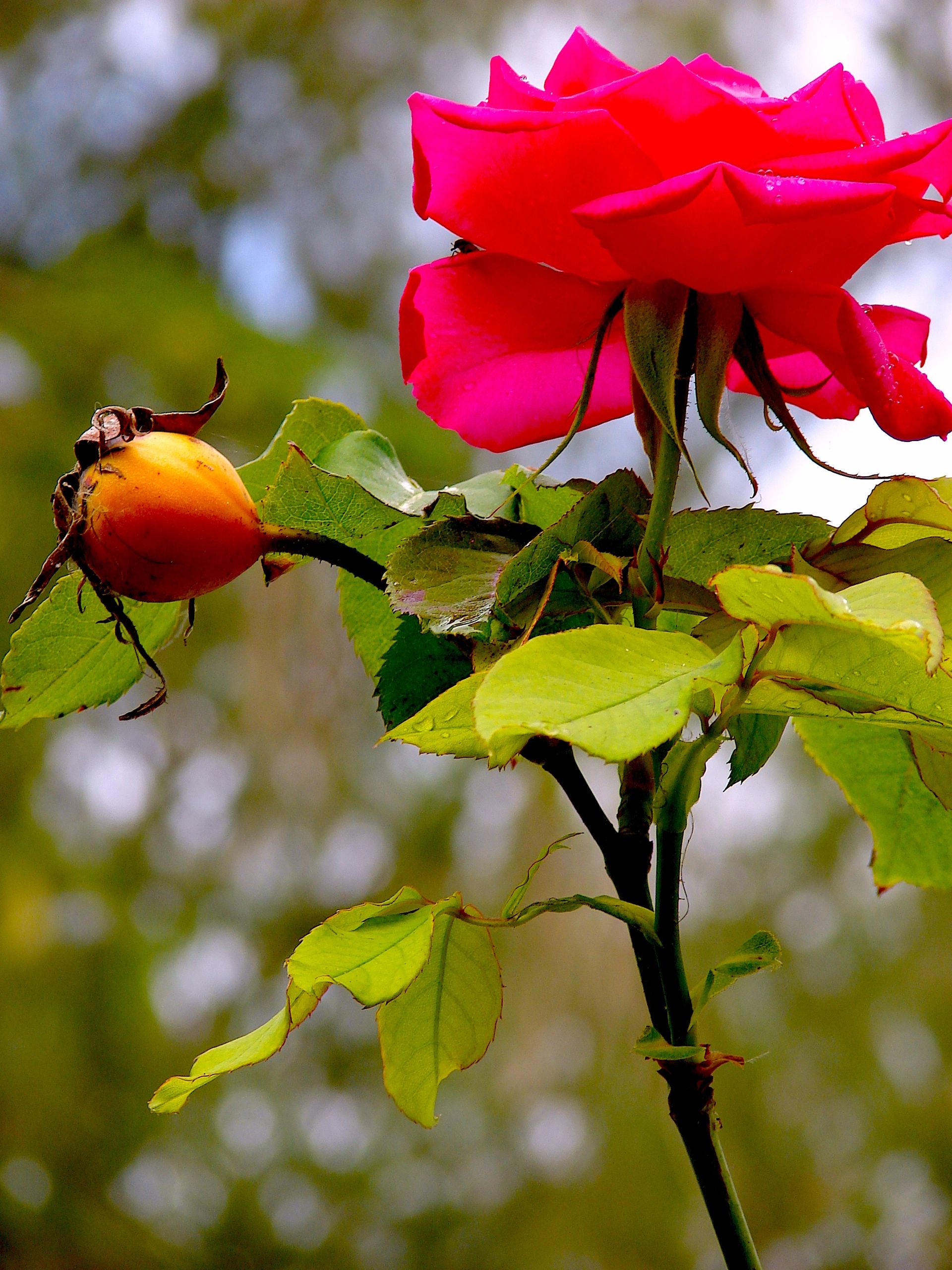 Персидские розы куст