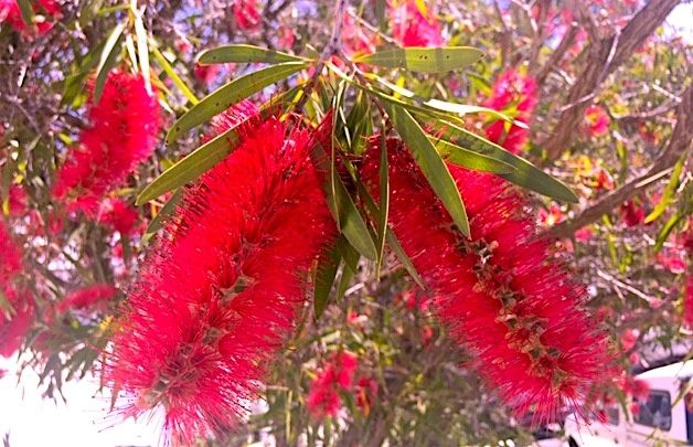 Callistemon - Bottlebrushes