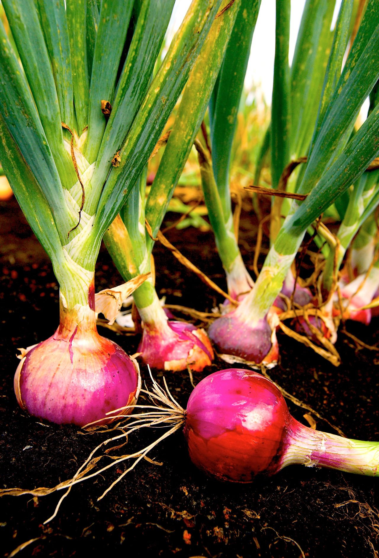 onion (allium cepa)-
