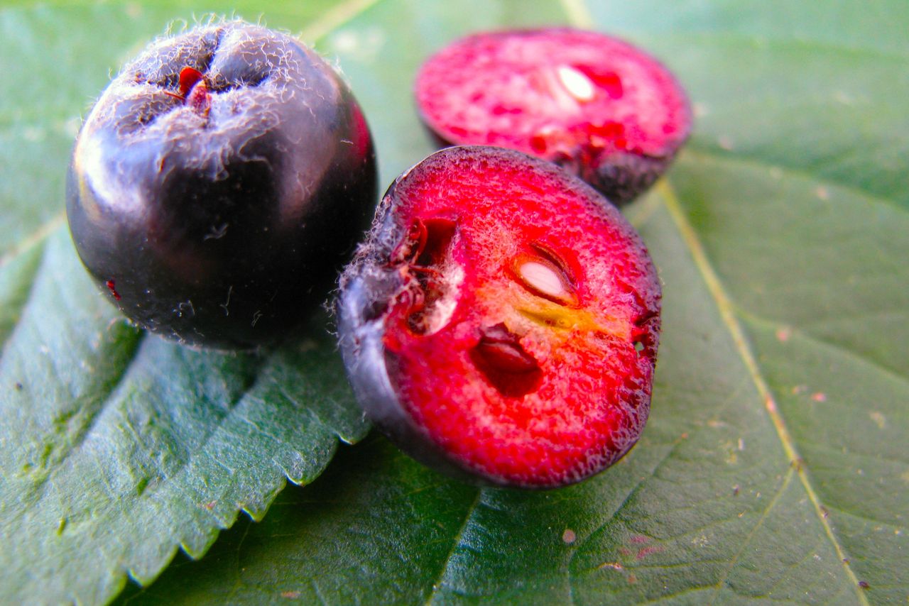 Aronia Berry, Black Chokeberry (Aronia melanocarpa)-