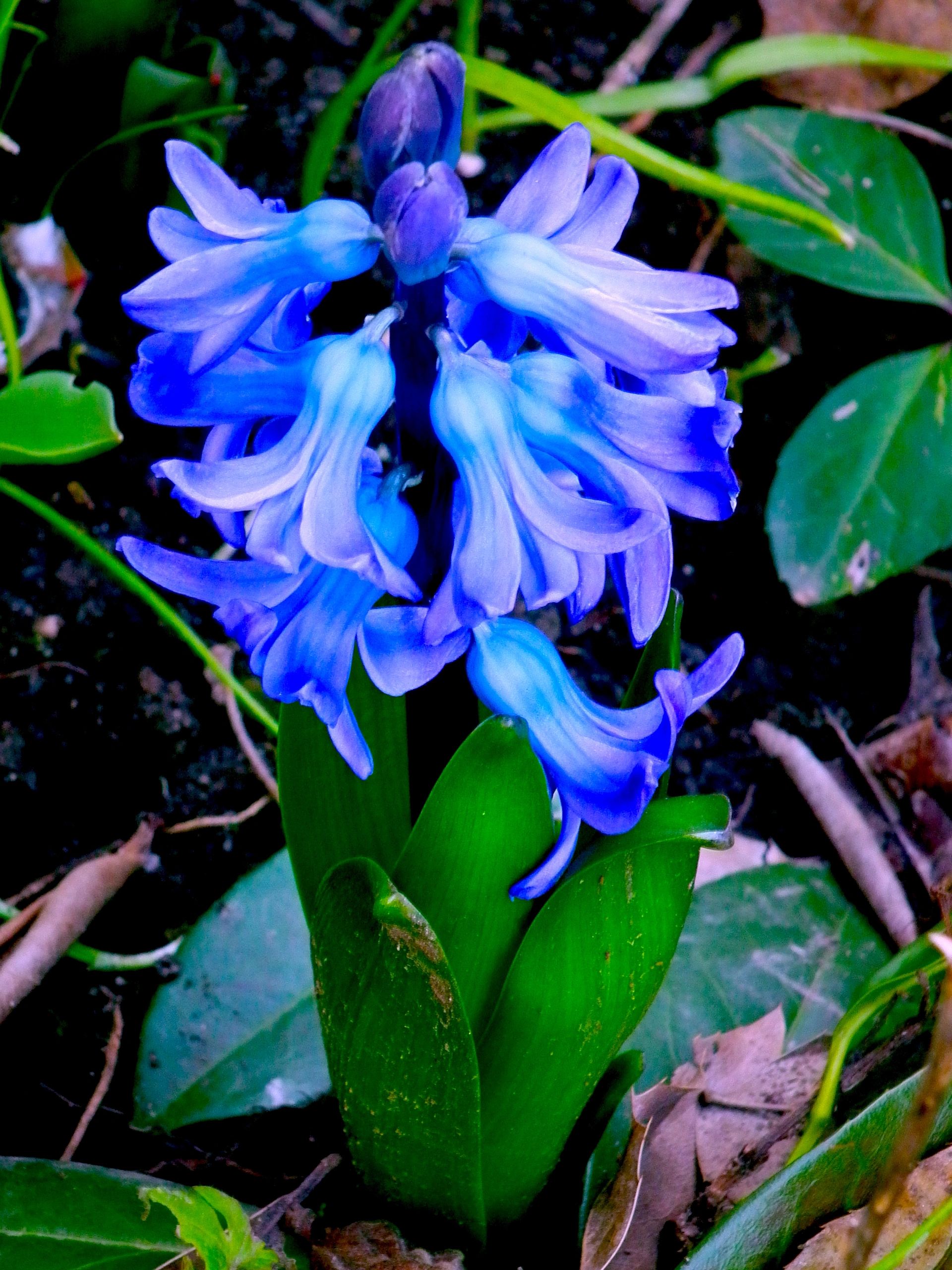 Hyacinth (Hyacinthus orientalis)-