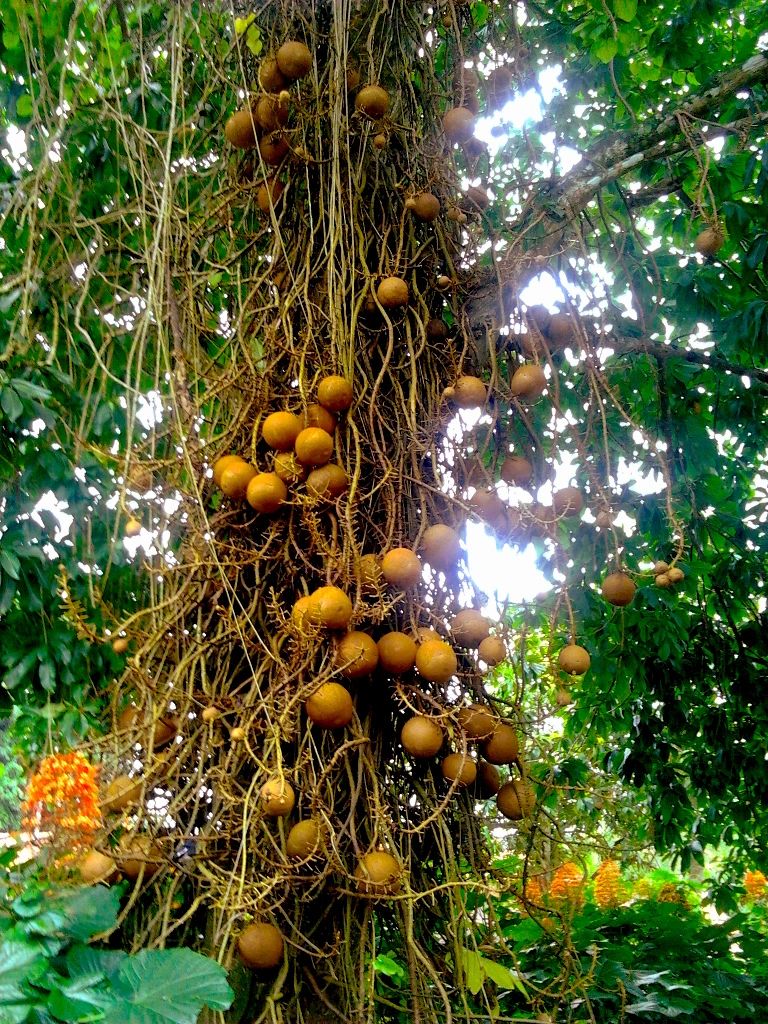 Cannonball Tree