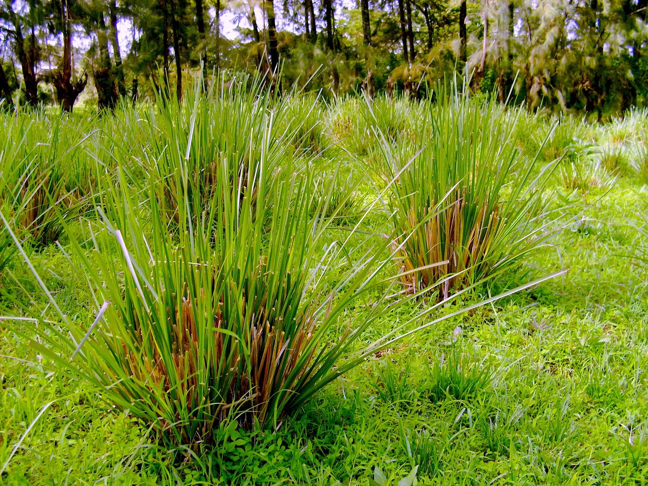 Grow Vetiver