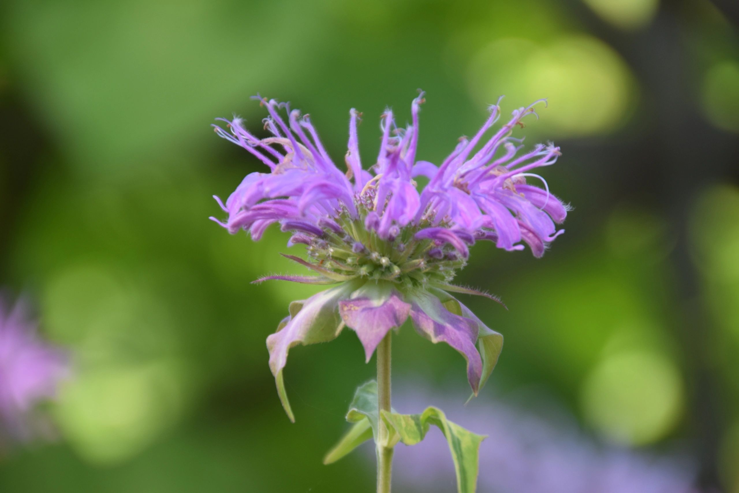 Monarda citriodora