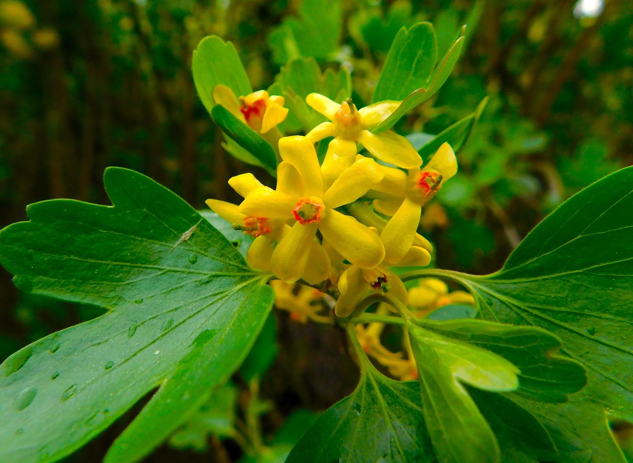 Clove Currant Golden Currant Ribes Aureum