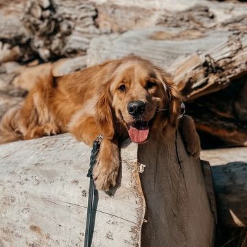 Golden retriever posing on a log