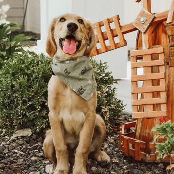 Golden retriever posing in front of wind mill