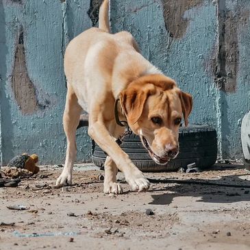 Yellow Lab working on scent detection by sniffing the ground to find the scent cone