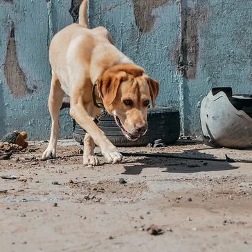 Yellow Lab working on scent detection by sniffing the ground to find the scent cone