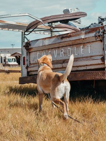 Yellow lab sniffing in the desert