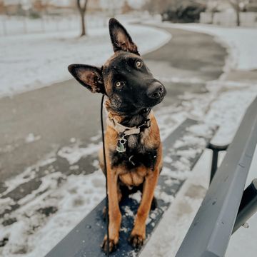 Belgian Malinois turning head on a bench in the snow