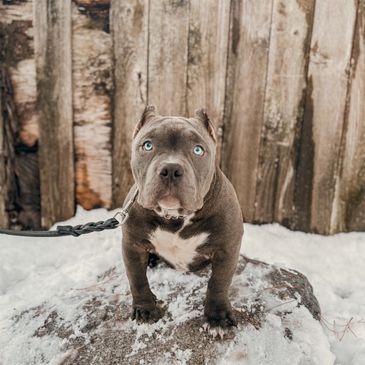 2 month old American Bully working on his sit stay outside in the snow